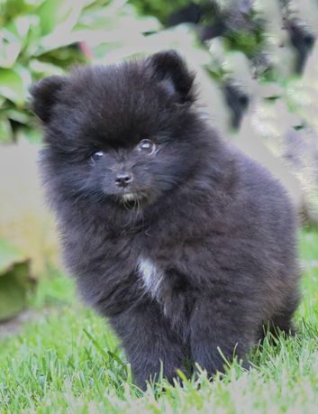 Przepiękny czarny Pomeranian