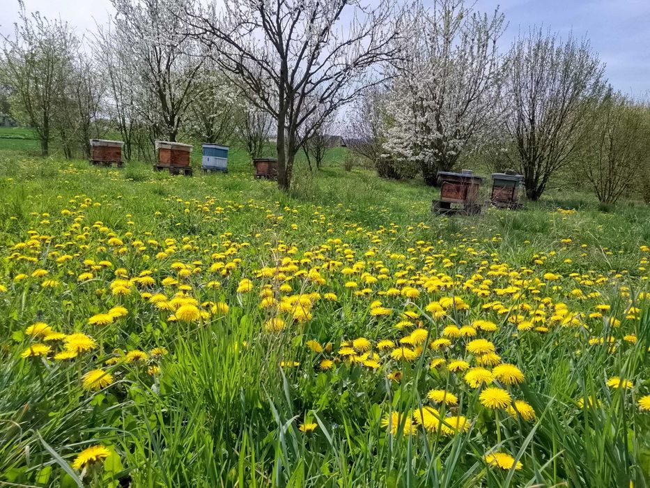 Miód prosto z pasieki — Pasieka "Na górce"