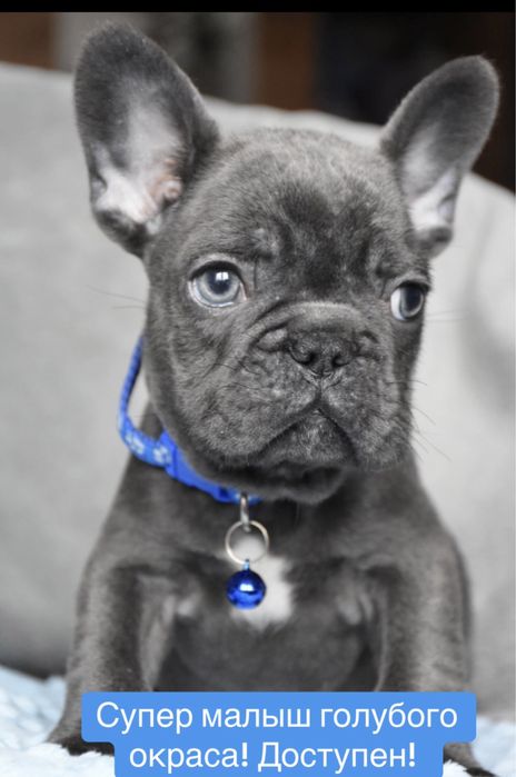 Элитный голубой французик