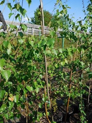 Саженці берези/липи/клени/ясені/черемха Гурт/опт/роздріб