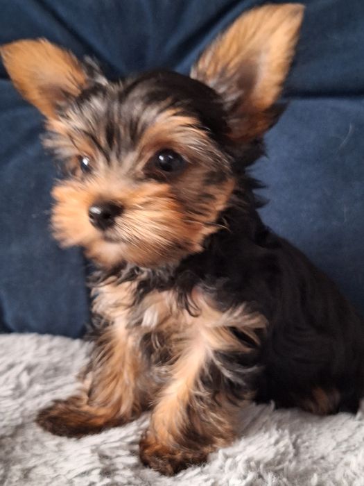 Śliczny york piesek