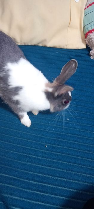 Królik z klatką bezpłatny