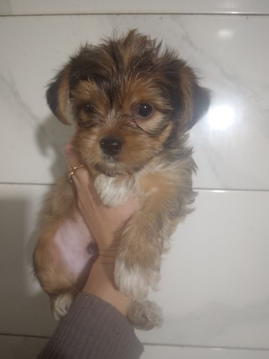 Продам Стандарт,Йорк.