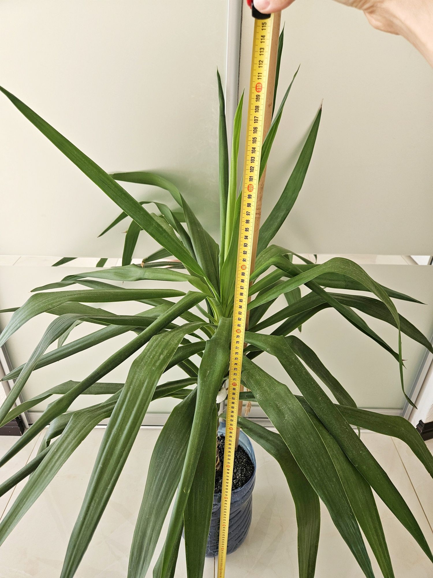 Большая юкка 110 см комнатное растение