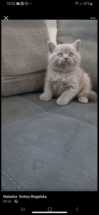 Шотландські кошенята