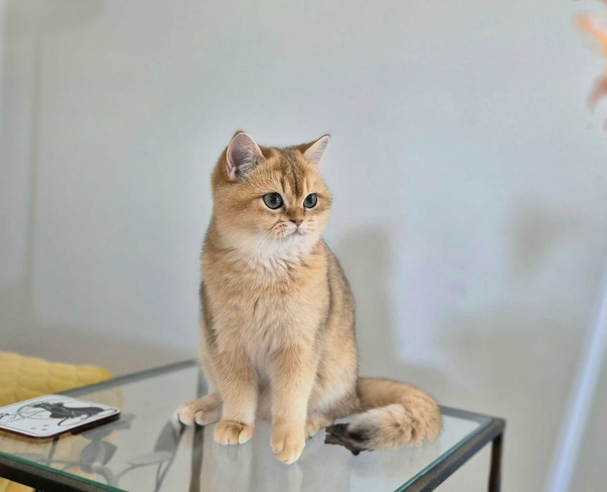 Koty Brytyjskie w wyjątkowych kolorach