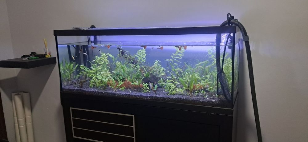Aquario Completo  1m /Fluval 407/CO2