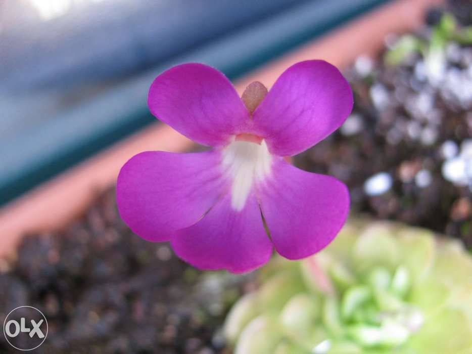 Kit completo para carnivora pinguicula x weser