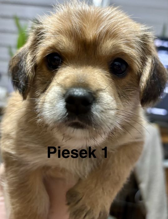 Prześliczne szczeniaki szukają kochajacego domu