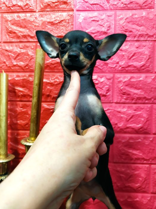 Черно-подпалая красавица мини, от двух Чемпионов! Док.КСУ,чип,привита!