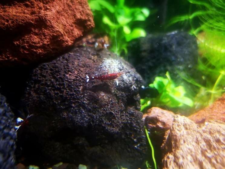 Caridina dennerli kardynalSulawesi