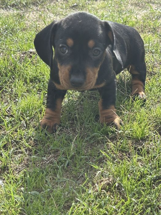 Magrnifica menina teckel pelo liso