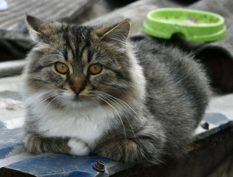 Віддам котиків 4-6 місяців, дівчатка