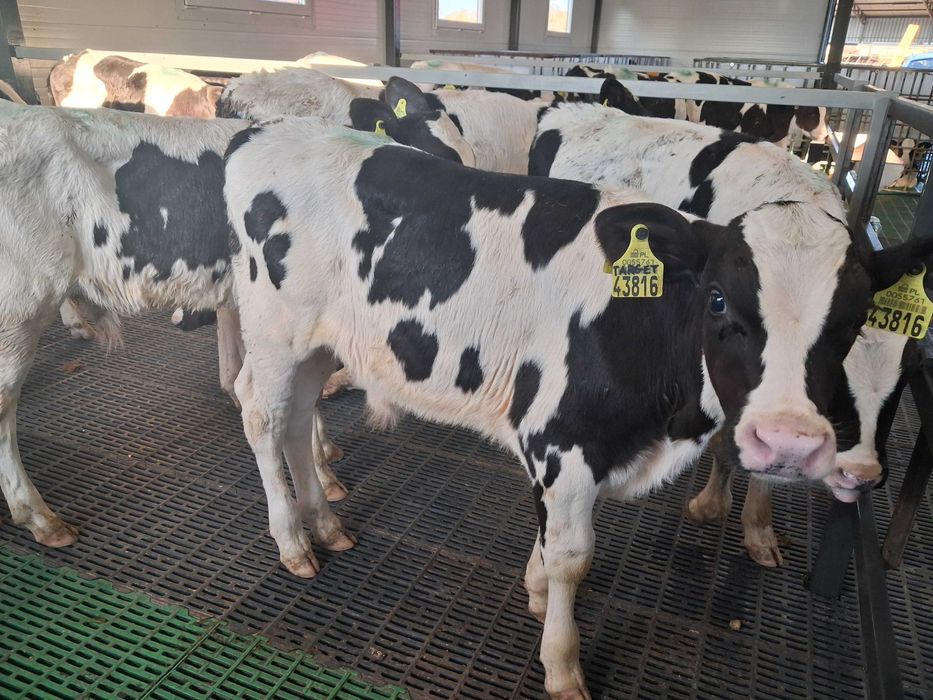 byczki cielęta cielaki startery