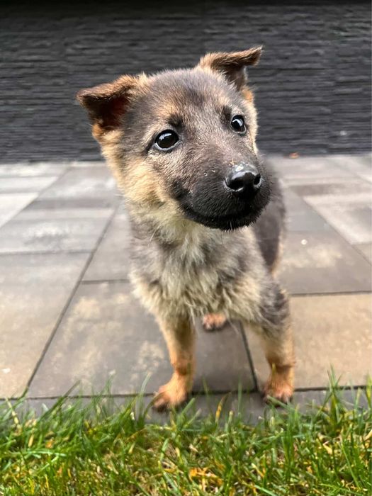 Цуценята шукають дім