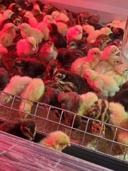 І/я перепелів та добові курчата