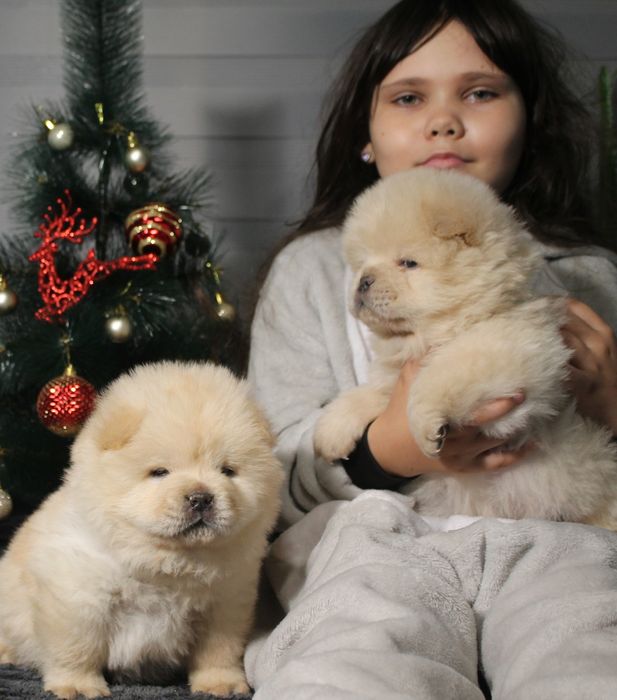 Хлопчики чау чау КСУ