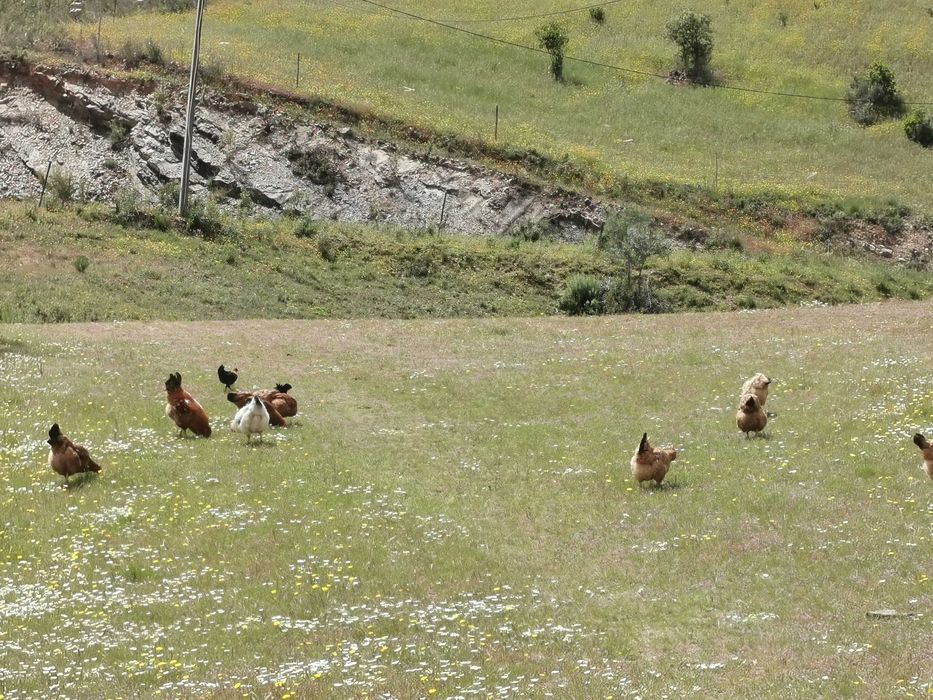 Caravanas para alugar e terreno disponível - Serra Algarvia