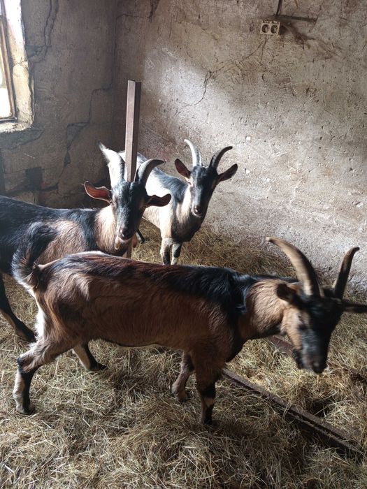 Koziołki. szukaja domu