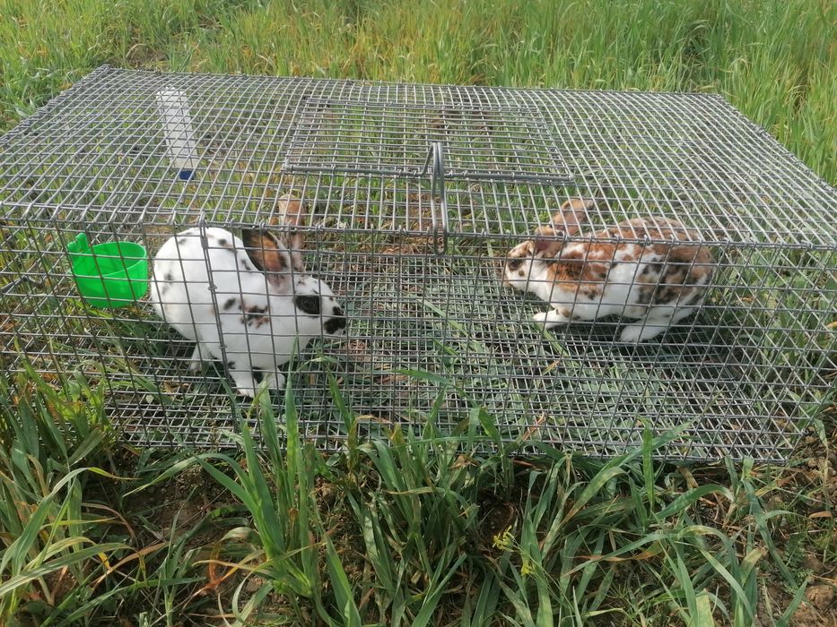 Klatki hodowlane dla drobiu, królików, gołębi, przepiórek.