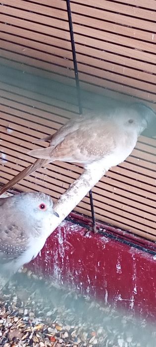 , przepiórki chińskie , gołąbki diamentowe