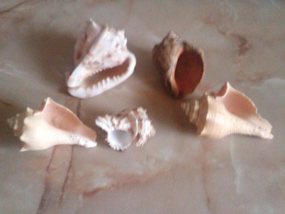 Muszle ozdobne szt 5 - 10x8cm, 9x6cm-Bez Wad!