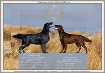 Flat coated retriever FCI - zapowiedź miotu