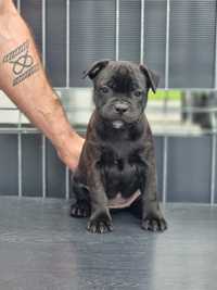 Staffordshire Bull Terrier, staffik, ZKwP, FCI, suczka