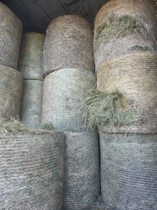 Siano w belach bele pierwszy pokos dla koni