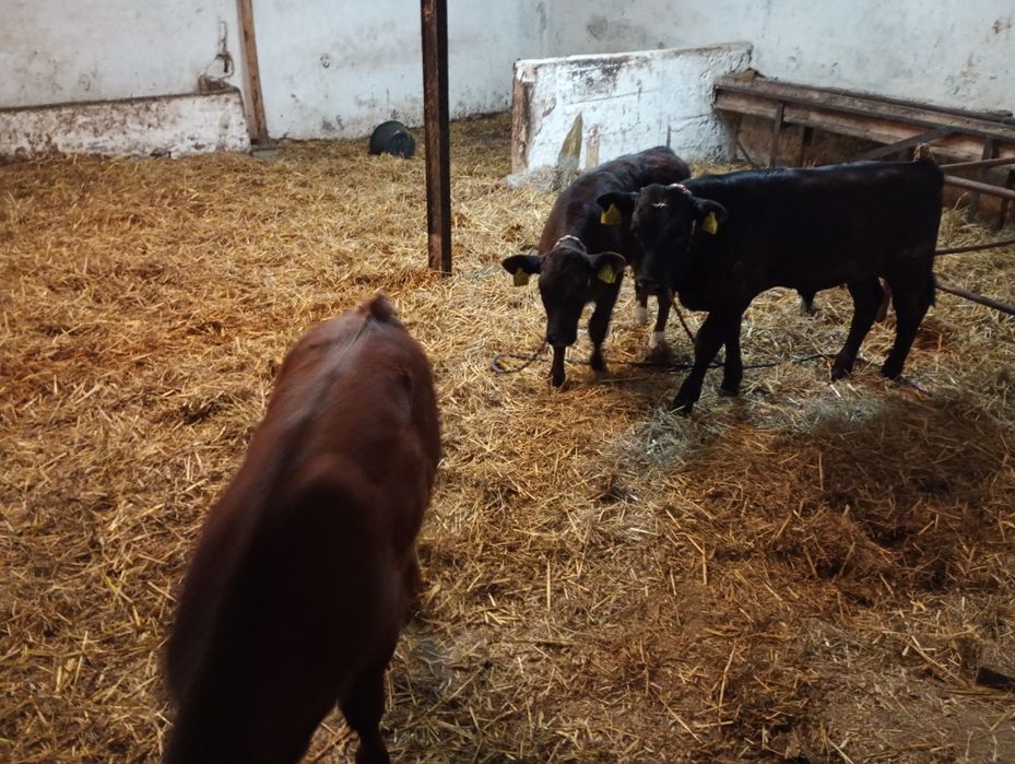 Byczek Byczek Byczki mięsne