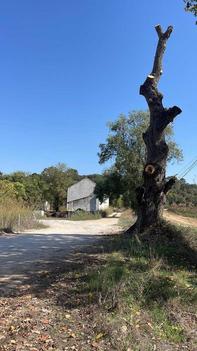 Corte e poda de árvores