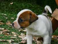 Jack Russell Terrier macho