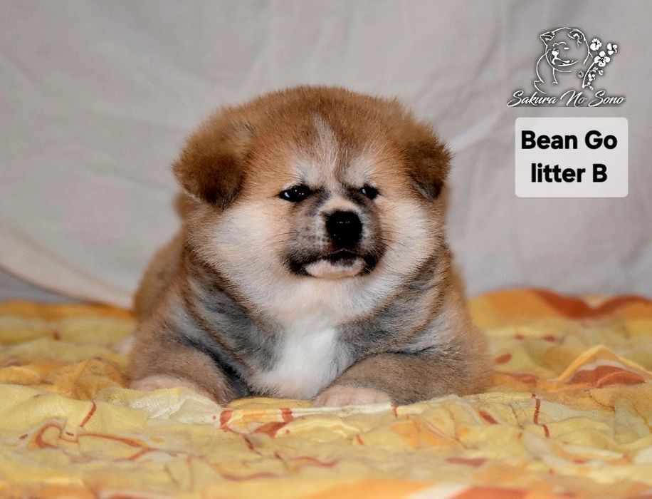 Akita Japonska czerwona suczka i samczyk