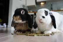 Dwa króliczki mini lop za darmo