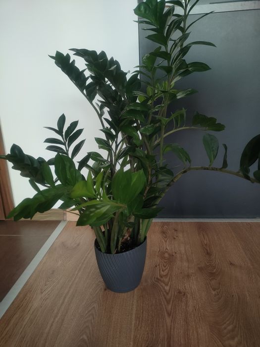 Zamioculcas zamiokulkas zamuolistny roślina doniczkowa