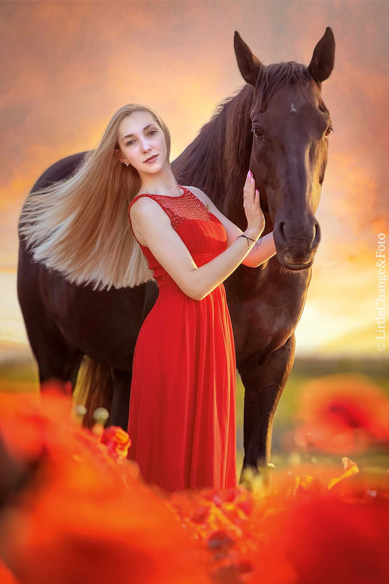 Zdjęcia z koniem. Koń do zdjęć. Fotografia zwierząt. Sesja plenerowa