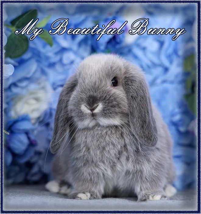 Młody Królik Mini Lop - Lilac Otter