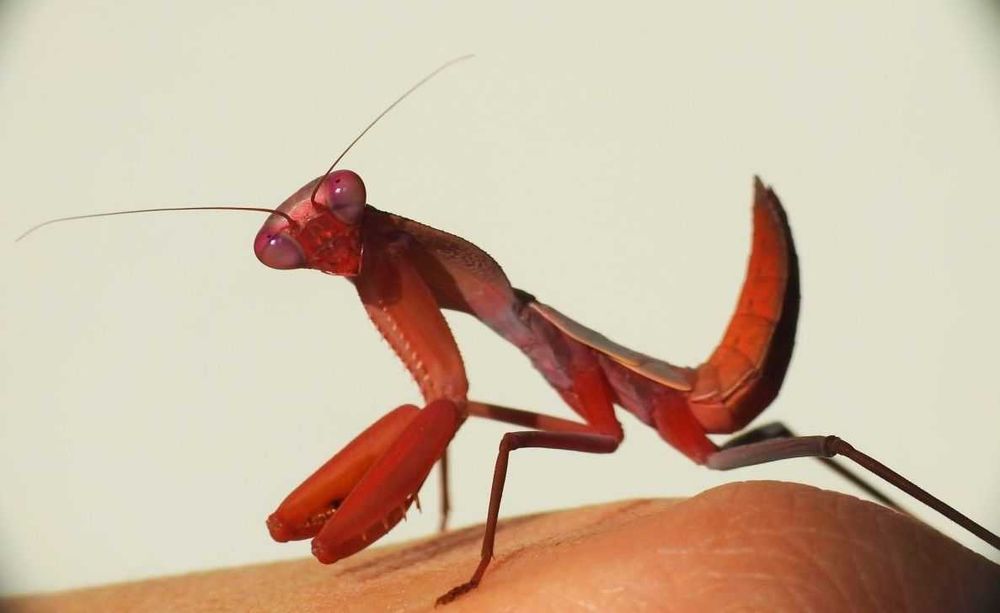 Rhombodera stalii RED DEVIL Czerwona modliszka HIT