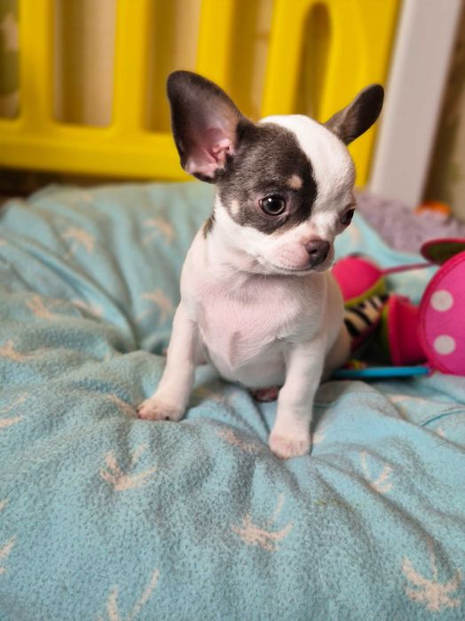 Чишка кобби готов в новый дом