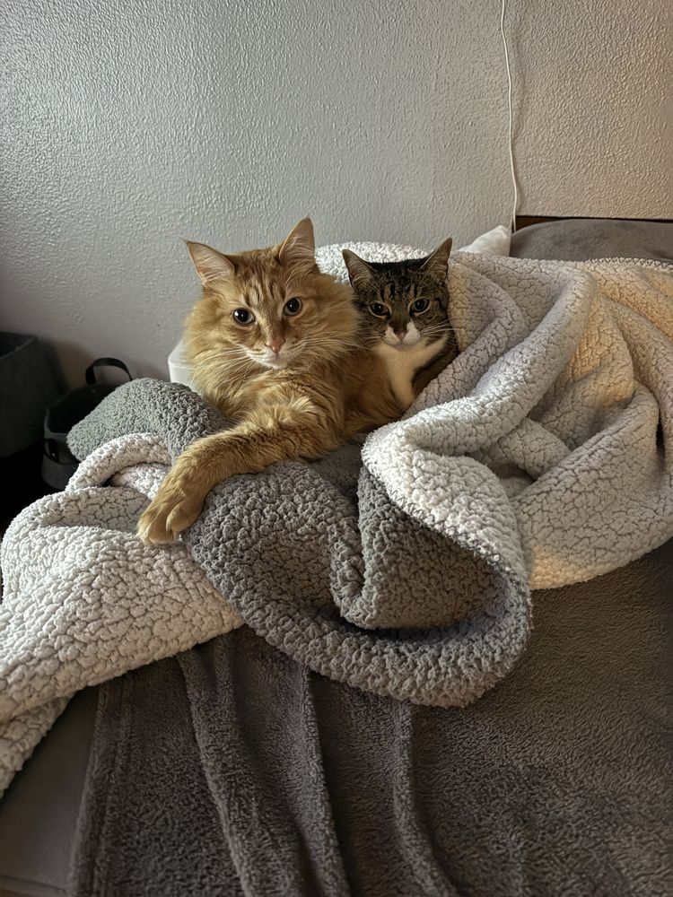 Pet sitting passeio/tratamento caes gatos