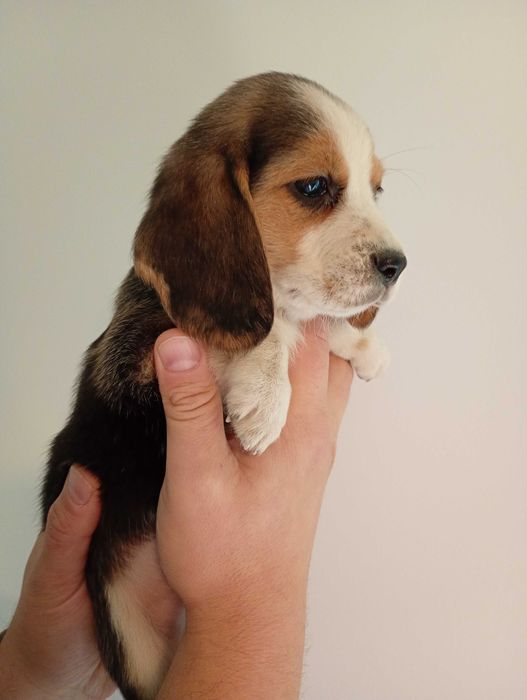 Mala beagle (Figa) szuka domu
