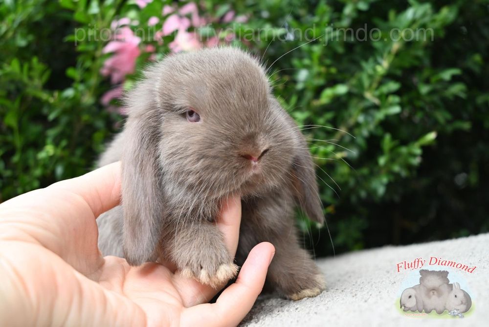 Карликкові кролики з розплідника "Fluffy Diamond" Висловухі та інші
