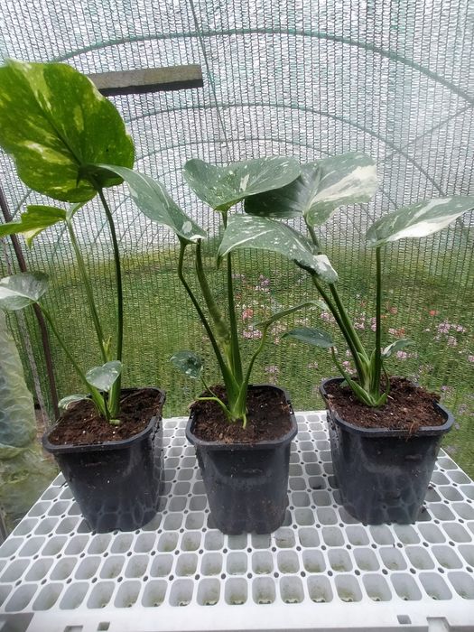 Monstera deliciosa Thai Constelation