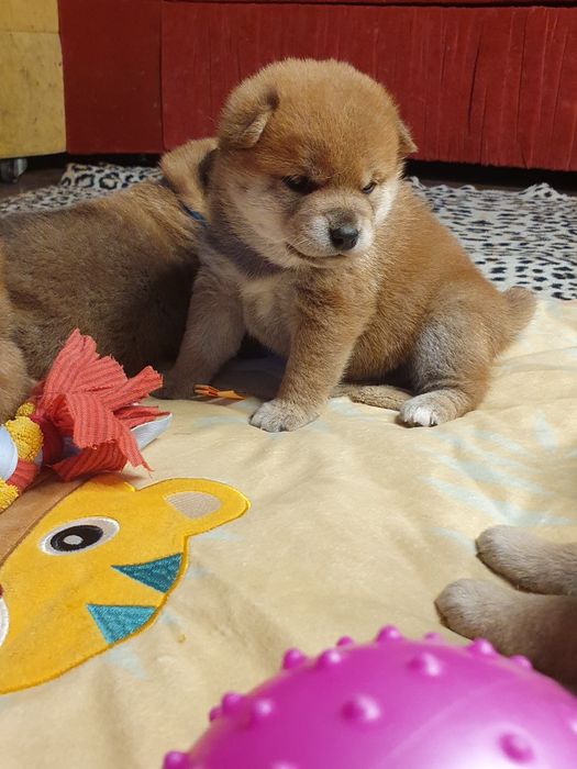 Шиба ину,сиба ину цуценята шиба іну