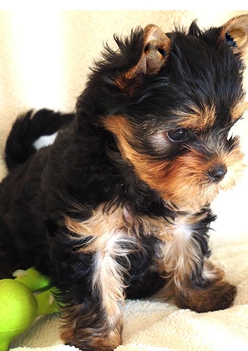 Хлопчик міні міні.