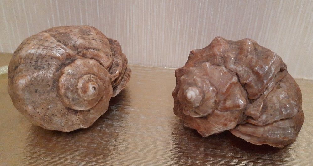 ракушки, плафон, грабли, кашпо, крестовина, лейка