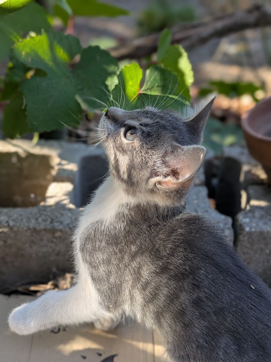 Котята кошенята (доставка по місту)