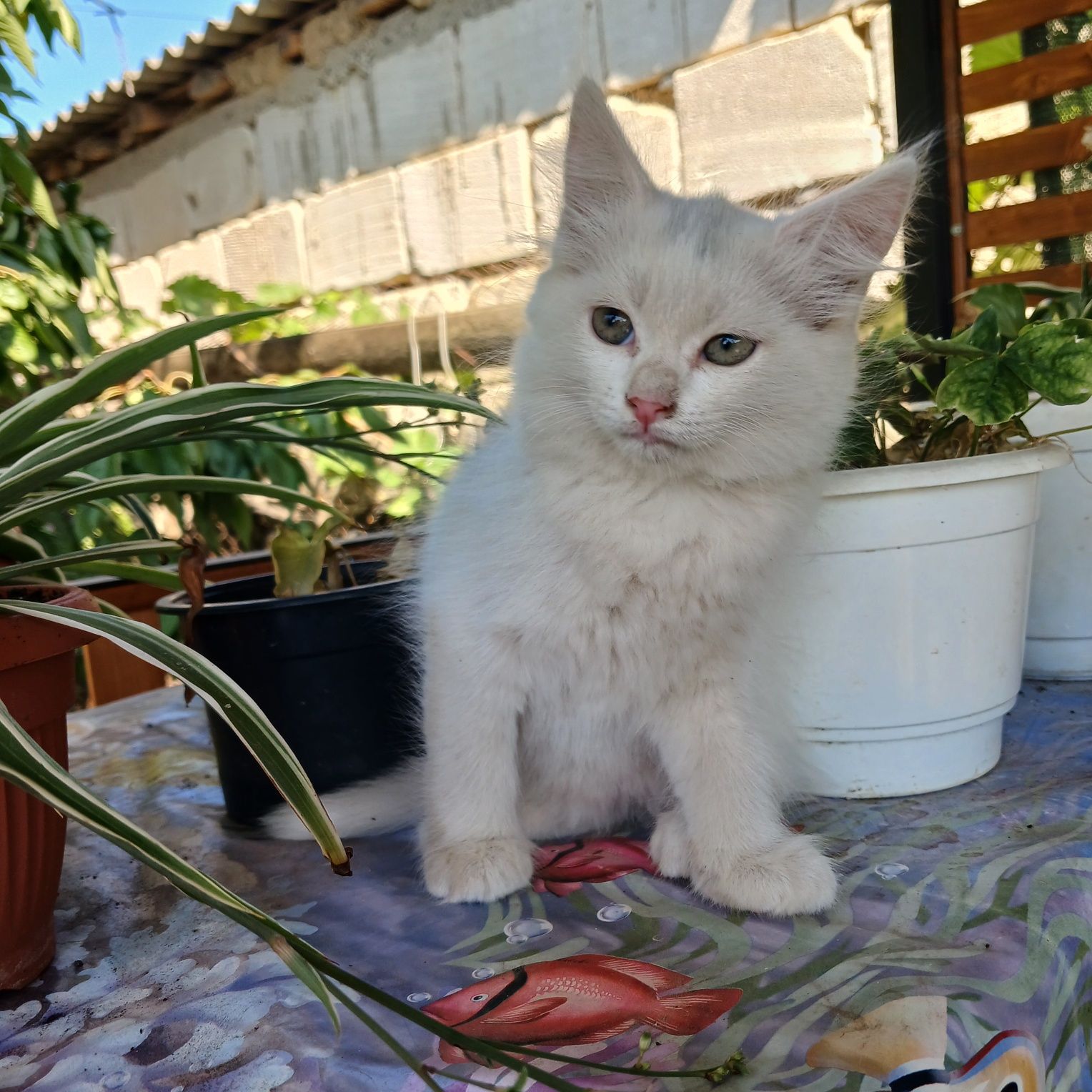 Отдам котят в хорошие руки