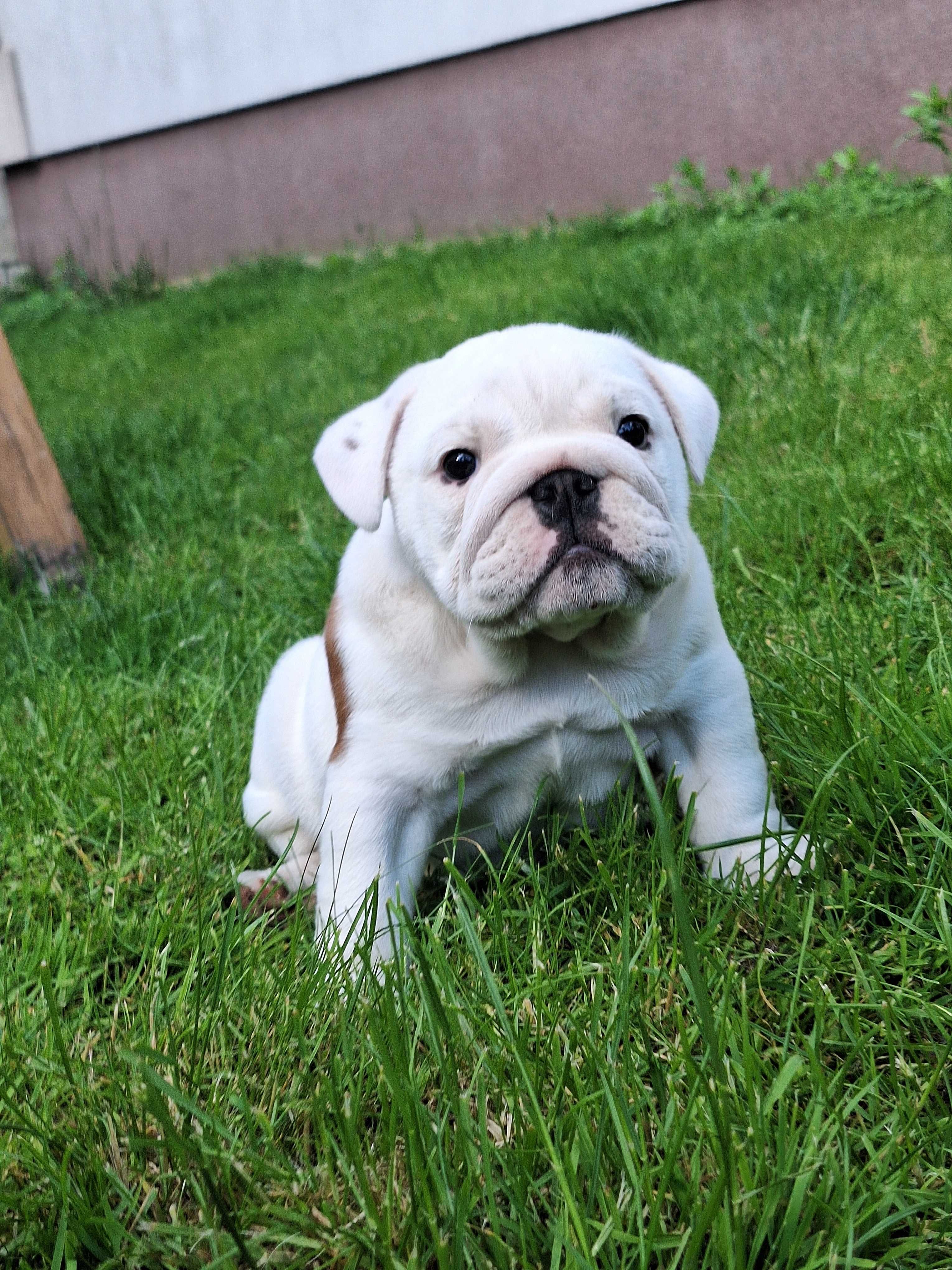 Buldog angielski Zkwp FCI bulldog buldozek