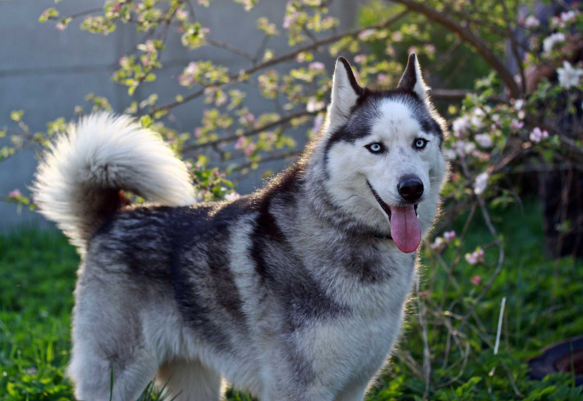 Piękna suczka husky szuka domu znającego rasę